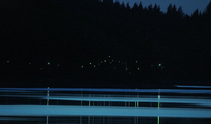 Erik Samakh, Mouches Pavens ou les Lucioles Effroyables, Bois bordant le Lac Pavin (Besse). Capteurs solaires, diodes luminescentes vertes. Dimensions : les berges du lac